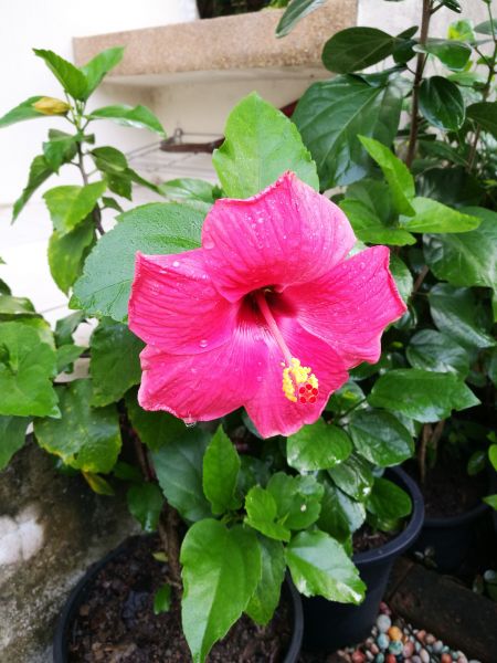 Hibiscus Planting in Broomfield
