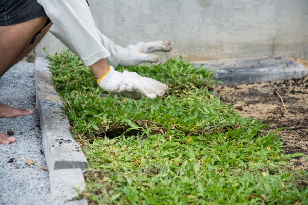 Ground Cover Planting in Broomfield