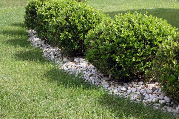 Boxwood Planting in Broomfield