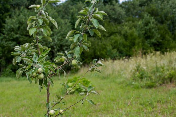 Apple Tree Planting in Broomfield