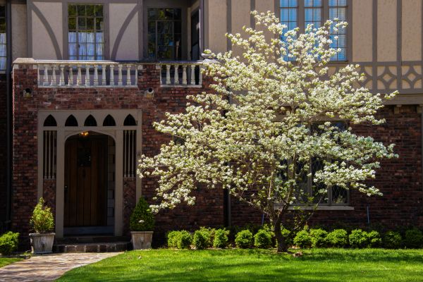 Dogwood Tree Planting in Broomfield